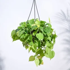 Philodendron Oxycardium Golden with Hanging Pot