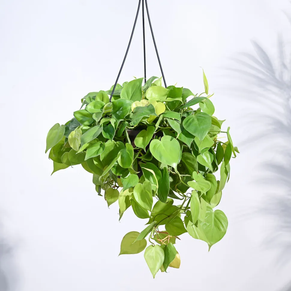 Philodendron Oxycardium Golden with Hanging Pot
