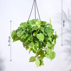 Philodendron Oxycardium Golden with Hanging Pot