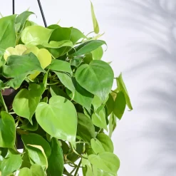 Philodendron Oxycardium Golden with Hanging Pot