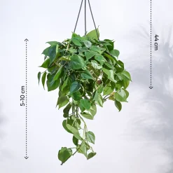 Philodendron Oxycardium Green With Hanging Pot