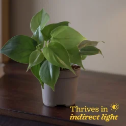 Philodendron Oxycardium Green Plant