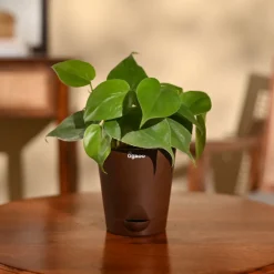 Philodendron Oxycardium Green Plant