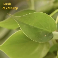 Philodendron Oxycardium Green Plant