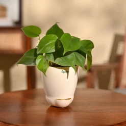 Philodendron Oxycardium Green Plant