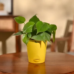 Philodendron Oxycardium Green Plant