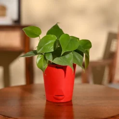 Philodendron Oxycardium Green Plant