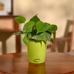 Philodendron Oxycardium Green Plant