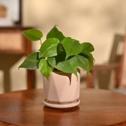 Philodendron Oxycardium Green Plant