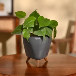 Philodendron Oxycardium Green Plant