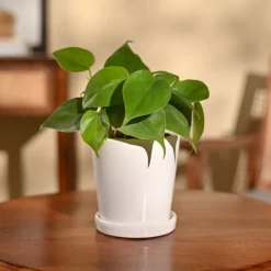 Philodendron Oxycardium Green Plant