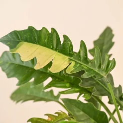 Philodendron Ring of Fire Variegated