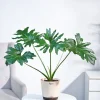 Philodendron Selloum Green Plant