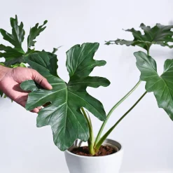 Philodendron Selloum Green Plant