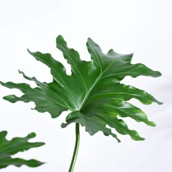 Philodendron Selloum Green Plant