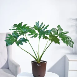 Philodendron Selloum Green Plant
