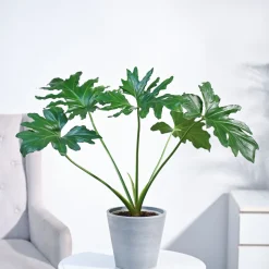 Philodendron Selloum Green Plant