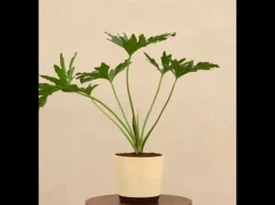 Philodendron Selloum Green Plant
