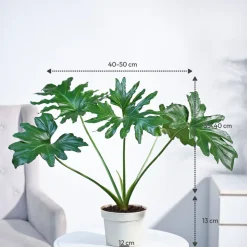 Philodendron Selloum Green Plant