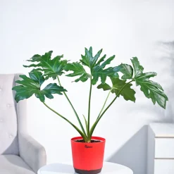 Philodendron Selloum Green Plant