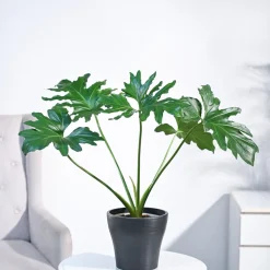 Philodendron Selloum Green Plant