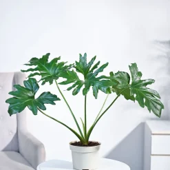 Philodendron Selloum Green Plant