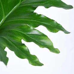 Philodendron Selloum Green Plant