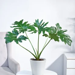 Philodendron Selloum Green Plant