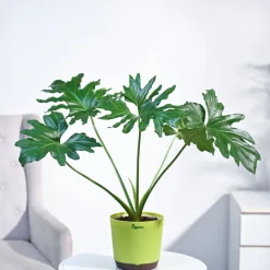 Philodendron Selloum Green Plant