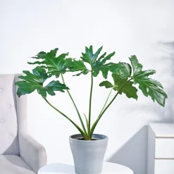 Philodendron Selloum Green Plant