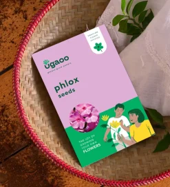 Phlox Seeds