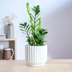 Phoenix ceramic Planter
