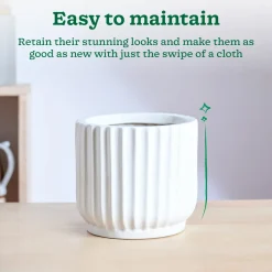 Phoenix ceramic Planter
