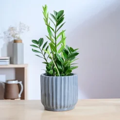 Phoenix ceramic Planter