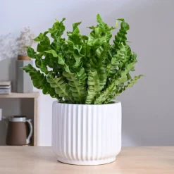 Phoenix Ceramic Pot (9.5 Inch Diameter)