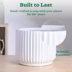 Phoenix Ceramic Pot (9.5 Inch Diameter)