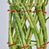 Pineapple Lucky Bamboo Plant
