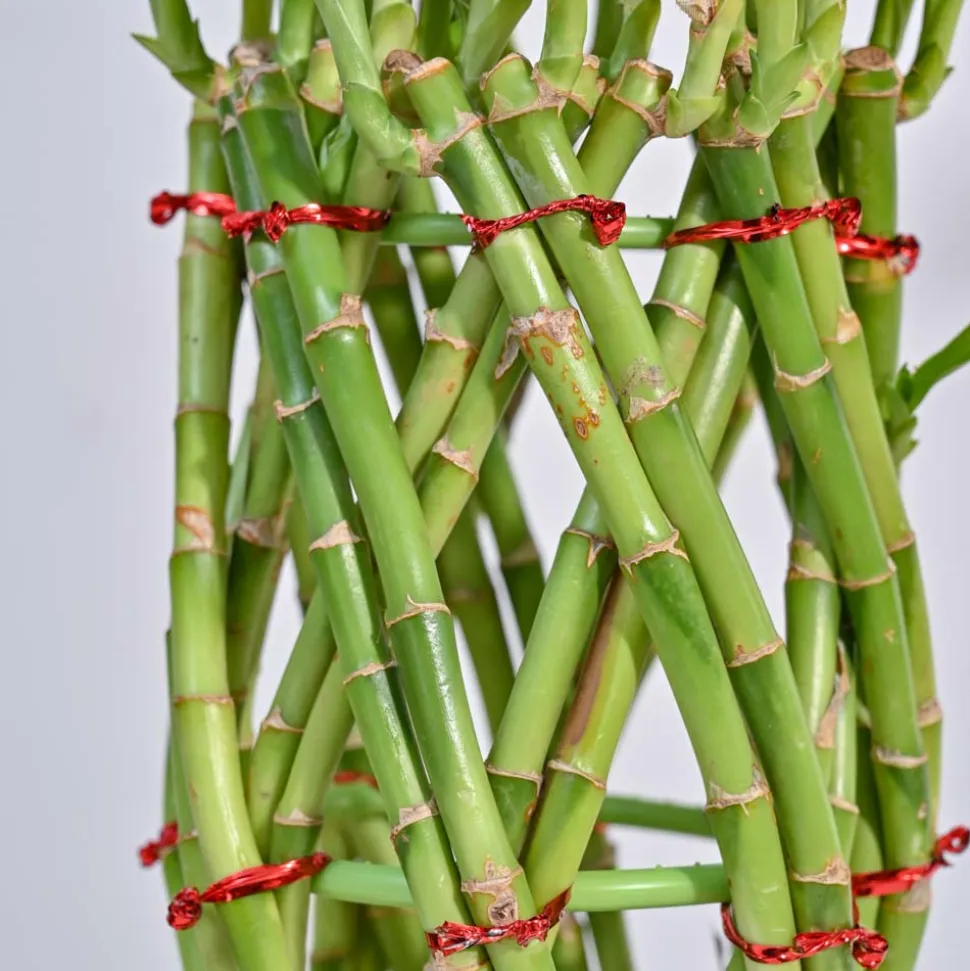 Pineapple Lucky Bamboo Plant