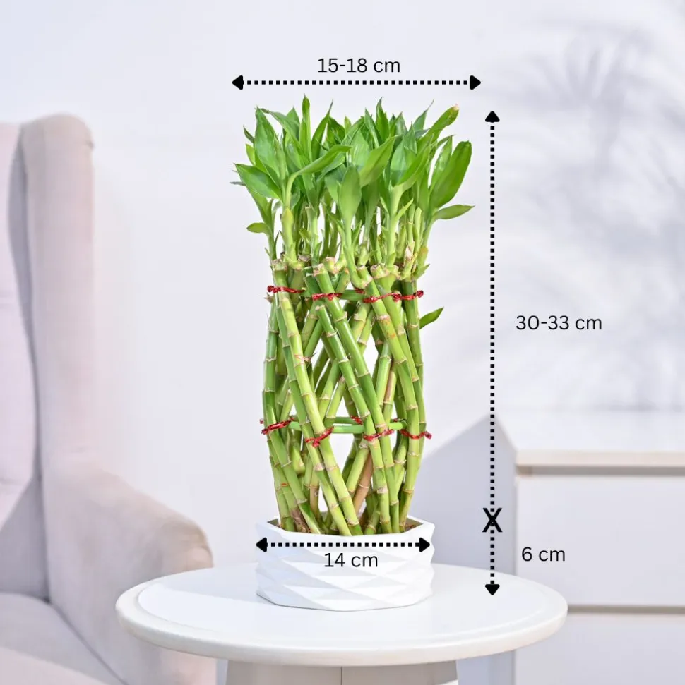Pineapple Lucky Bamboo Plant