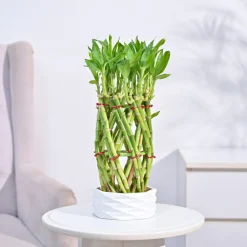 Pineapple Lucky Bamboo Plant