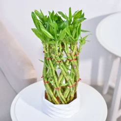 Pineapple Lucky Bamboo Plant
