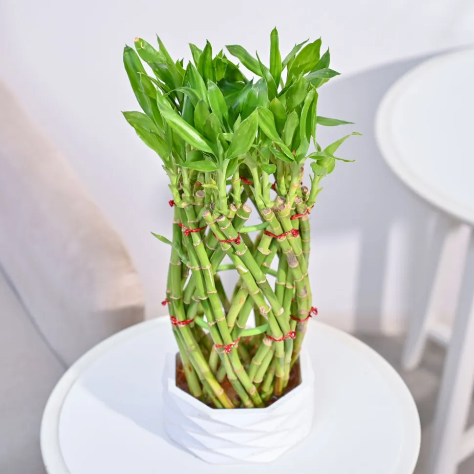 Pineapple Lucky Bamboo Plant