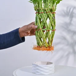 Pineapple Lucky Bamboo Plant