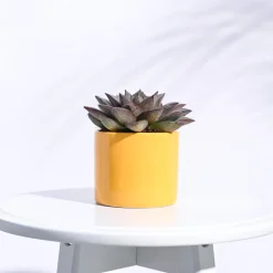 Pipe Ceramic Pot (3.8 Inch Diameter)