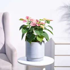 Poinsettia Pink Plant with Oslo Planter