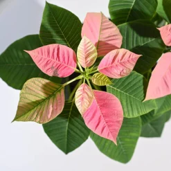 Poinsettia Pink Plant with Oslo Planter