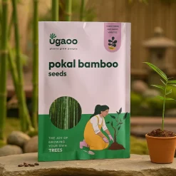 Pokal Bamboo Seeds - 100 g