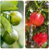 Pomegranate and Lemon Plant Combo with Grow Bag