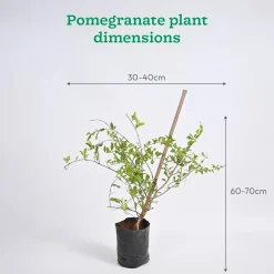 Pomegranate and Lemon Plant Combo with Grow Bag