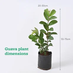 Pomegranate, Lemon, Guava - Combo of 3 Fruit Plants with Grow Bag